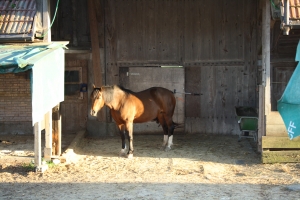 horse stable