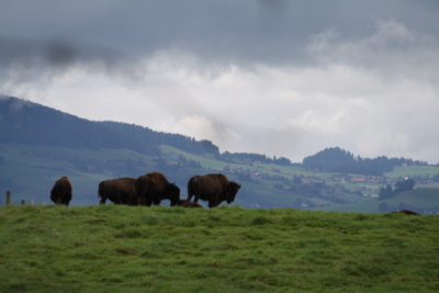 amazing bison