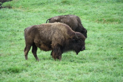 bison